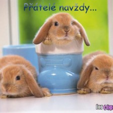 Navždy přátelé